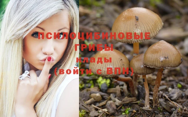 шишки Дмитриев